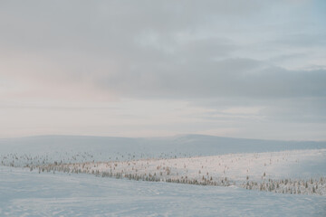 Lapland in the snow, landscapes of pristine snow topped trees and magical golden light in the artic circle. High res photography 