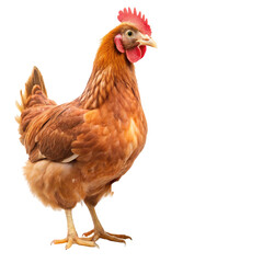 Fototapeta premium chicken isolated on white background