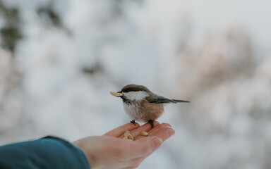 Lapland in the snow 
Beautiful landscape snow