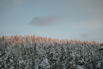 Lapland in the snow 
Beautiful landscape snow