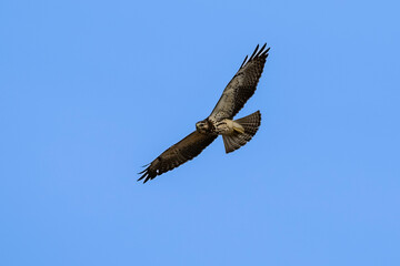 Buteo swainsoni, Swainson´s Hawk, La Pampa Provnce, Patagonia, Argentina
