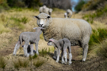 Obraz premium Flock of sheep in rural environment,Patagonia,Argentina