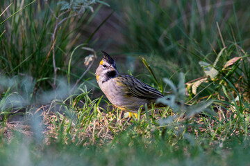Yelow Cardinal, Gubernatrix cristata, Endangered species in La Pampa, Argentina