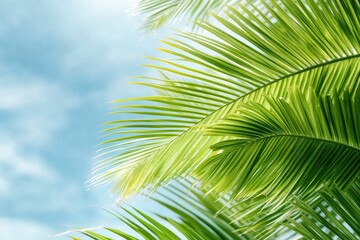 Fototapeta premium Lush green palm leaves against bright sky evoke tropical serenit
