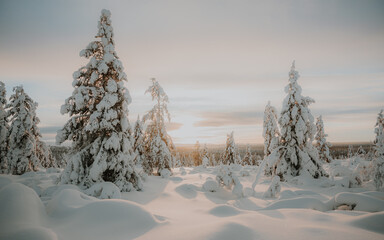 Lapland in the snow 
Beautiful landscape snow