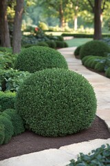 Lush Green Boxwood Ball Shrubs in Formal Garden Landscape