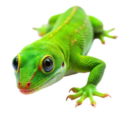 chameleon on white background
