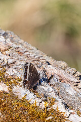 Mourning cloak butterfly on a mossy tree log