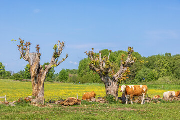 Obraz premium Cattles on a flowering meadow with pruned trees a sunny summer day