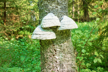 White bracket fungus on a tree trunk in a forest