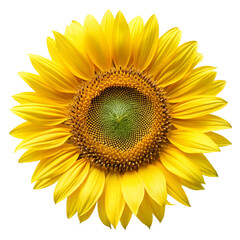 sunflower isolated on white background