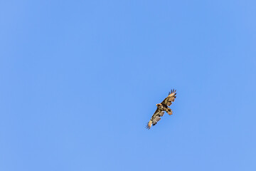 White-tailed eagle with spread wings on a sunny blue sky at summertime