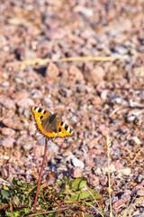 Small tortoiseshell butterfly on a flower stem