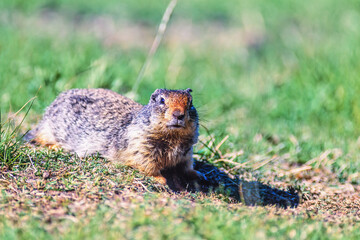 Columbian ground squirrel on the ground looking in to the camera