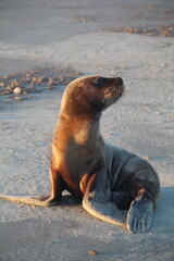 Fototapeta premium leão-marinho na praia de barra do chuí em santa vitória do palmar, rio grande do sul 