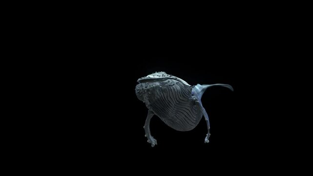 A massive humpback whale swims slowly towards the camera, getting closer and passing by . The video includes an alpha channel
perfect for integration into ocean-themed projects and VFX