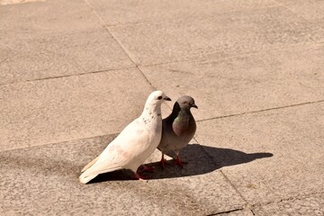White and gray pigeons stand side by side on the street