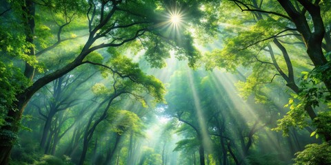 Obraz premium Forest Canopy Filtered Light, foliage, woodland scene, foliage, woodland scene