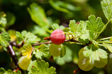 View to fresh green gooseberries on a branch of gooseberry bush in the garden.