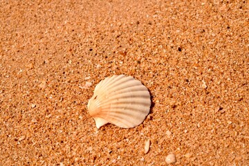Beautifully shaped shell on sand