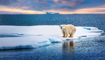 Majestic Polar Bear Gracefully Perched on Drift Ice Edge, Frosty Snow and Azure Waters Blend in Arctic Norway Sea, Winter Wonderland Captured in Stunning Vividness.