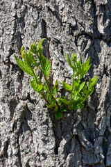 the texture of the layer of tree bark that is crusty or has a cracked or cracked texture