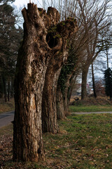 gołe przycięte drzewa na terenach wiejskich