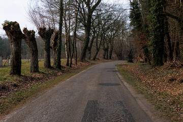 Obraz premium droga wiejska do lasu wczesną wiosną