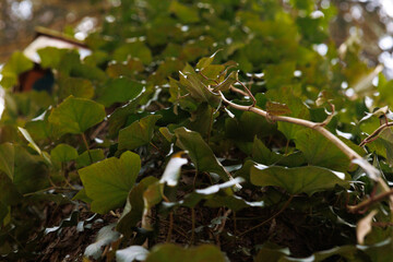 zbliżenie na liście na korze drzewa