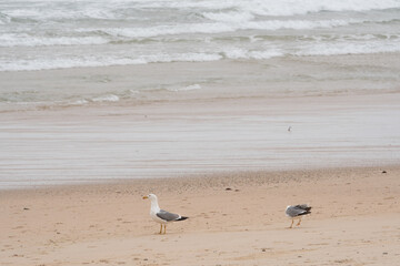 Seagulls on the beach