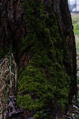 kora drzewa z mchem