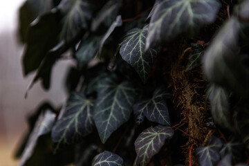 zbliżenie na liście na korze drzewa © Michał.S-FOTO