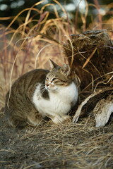 切り株で風を避ける猫
