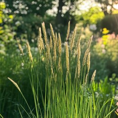 Golden grass in sunlight garden
