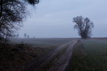 droga polna przy lesie z widokiem na drzewo w oddal wraz z mgłą © Michał.S-FOTO