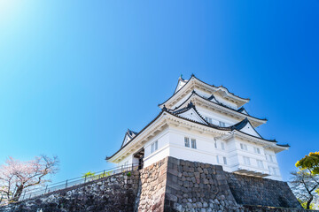 春の小田原城址公園の風景　青空に映える天守閣と桜【神奈川県・小田原市】　
Odawara Castle Park in spring. The castle tower, blue sky, and cherry blossoms.