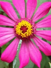 Obraz premium pink zinnia flower