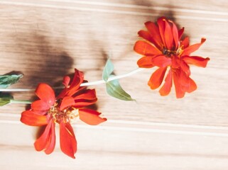 red zinnia flowers on wooden background