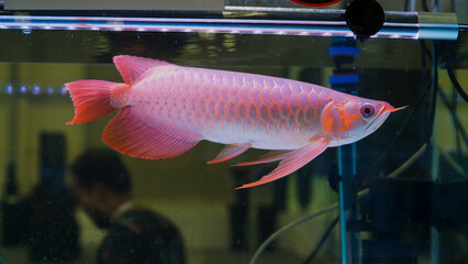 Asian Red Arowana