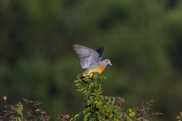 Pink-necked Pigeon Spreading its wings on the top of a tree.