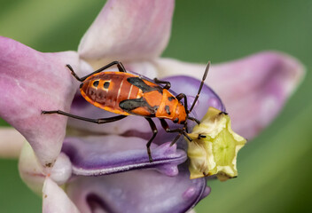 Red Cotton Bug (Cotton Stainer Bug) on calotropis gigantea Flower.