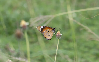 Plain Tiger Perched on a grass flower and photographed in macro.