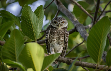 Spotted owlet it is a type of bird of prey such as an owl. that can be found in Thailand.