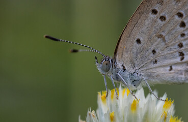Pointed Ciliate Blue Perched on a grass flower and photographed in macro.