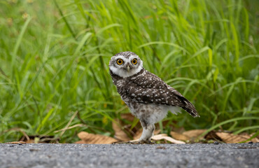 Spotted owlet it is a type of bird of prey such as an owl. that can be found in Thailand.