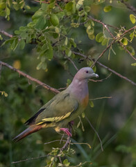 Pink-necked Pigeon is a species of bird of the pigeon and dove family, Columbidae. It is a common species of Southeast Asia.