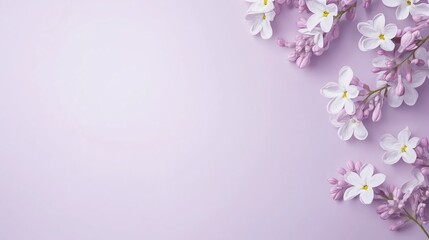 Fototapeta premium Beautiful lilac flowers arranged elegantly on a soft purple background showcasing spring's charm and natural beauty