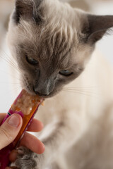 Siamese cat eating a treat from a stick.  pet care 