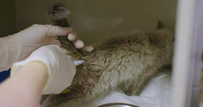 Rectal temperature measurement of a sick kitten. A veterinary clinic employee measures the rectal temperature of a small, sick, fluffy gray kitten lying on a white sheet inside an incubator.