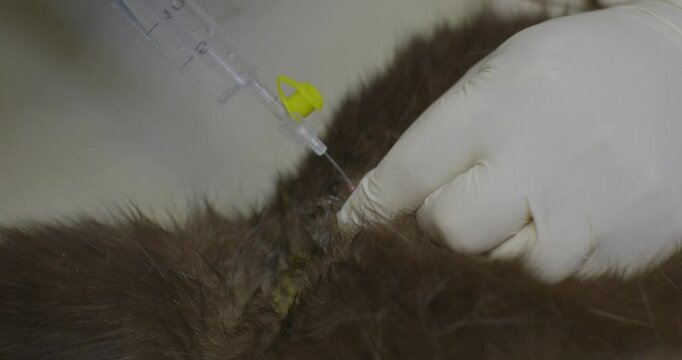 A veterinarian wearing gloves performs a urinary catheterization on a cat under sedation. The veterinarian maintains strict medical hygiene while inserting a urinary catheter into the cat's urethra.
